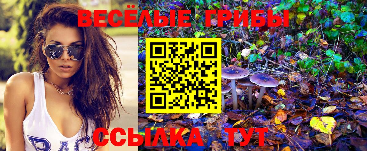 Тулун  Галлюциногенные грибы Cubensis  Вход с VPN 